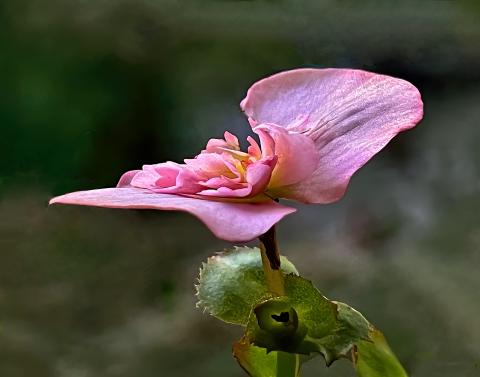 Red Begonia flower