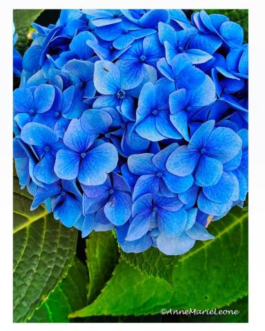 Blue Hydrangea with green leaves.