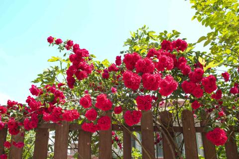 Pink roses with blue sky and brown fence.