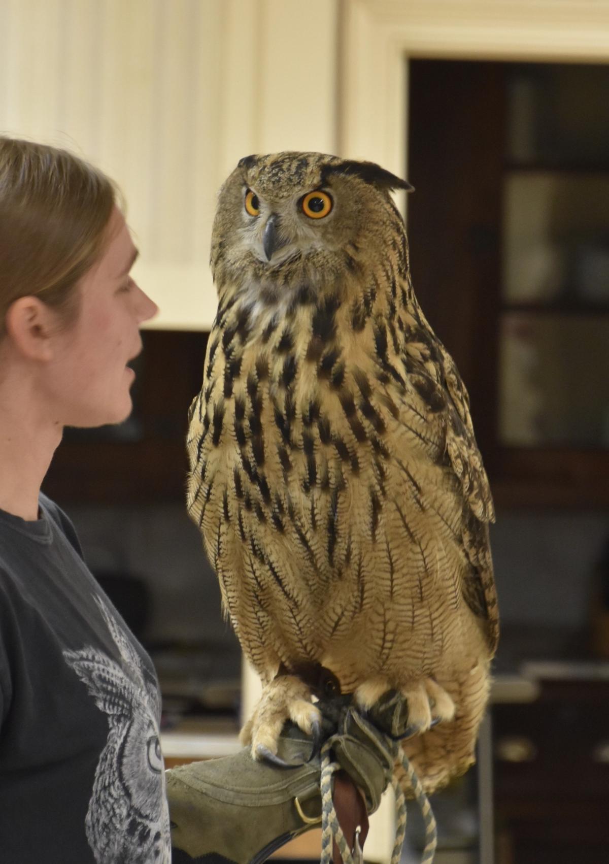 Eurasion Eagle Owl